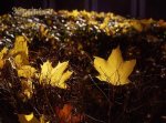 осенние листья 4