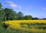 летнее поле-2