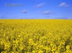 рапсовое поле